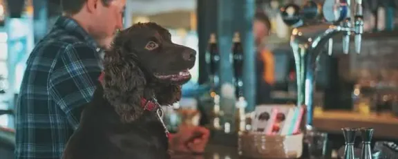 Pubs that are Dog Friendly - Find local pubs nearby